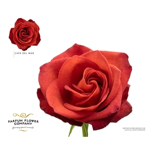 Rosa Garden Cafe Del Mar