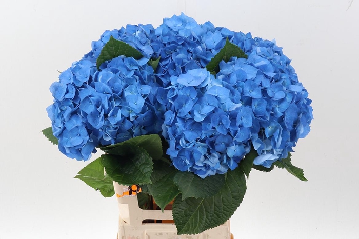 <h4>Hydr M Bela Bl</h4>