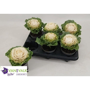BRASSICA (SIERKOOL)