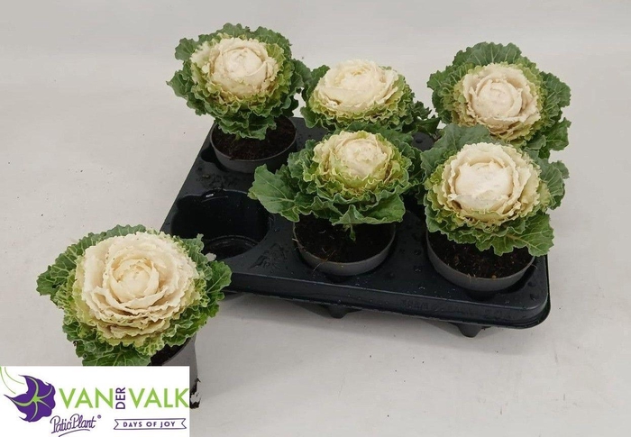 <h4>BRASSICA (SIERKOOL)</h4>