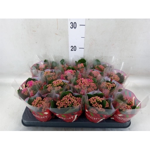 Kalanchoe blos. 'Garbo lilac'