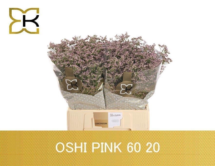 <h4>LIMONIUM SAFORA OSHI PINK LIM SAF O</h4>
