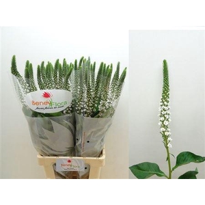 Lysimachia Moonlight