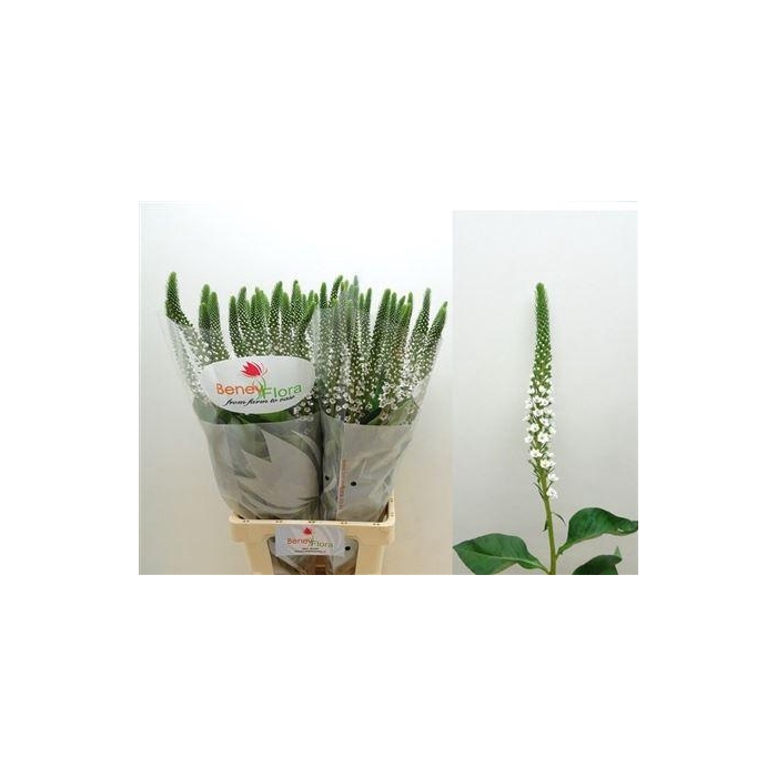 <h4>Lysimachia Moonlight</h4>