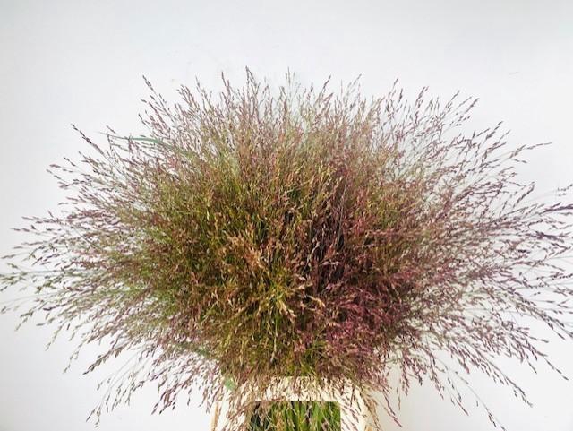 <h4>PANIC VI WARRIOR</h4>