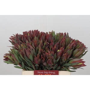 Leucadendron Highlight