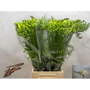 Freesia enk White Serenade