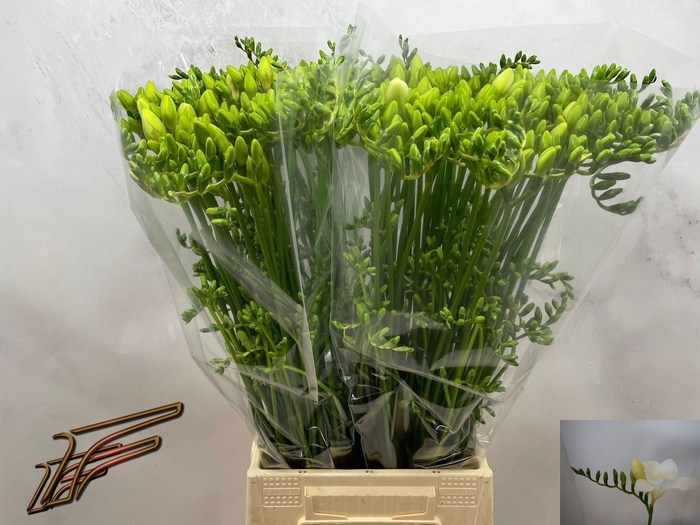 <h4>Freesia enk White Serenade</h4>
