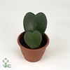 Hoya kerrii single 6 cm in Dua Lipa (Party love-collection)