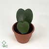 Hoya Kerrii 6 cm Message Printz - I Love You