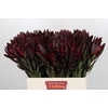 Leucadendron Saf Sunset Dark Red