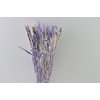 Dried Artz Setaria Matisse Bunch