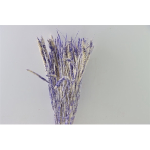 Dried Artz Setaria Matisse Bunch