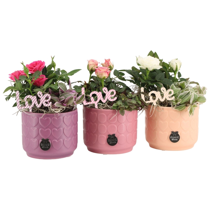 <h4>21618: Lovess arrangement</h4>