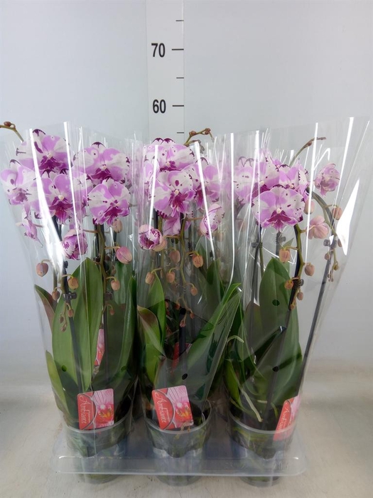 <h4>Phalaenopsis  'Elegant Cascade'</h4>