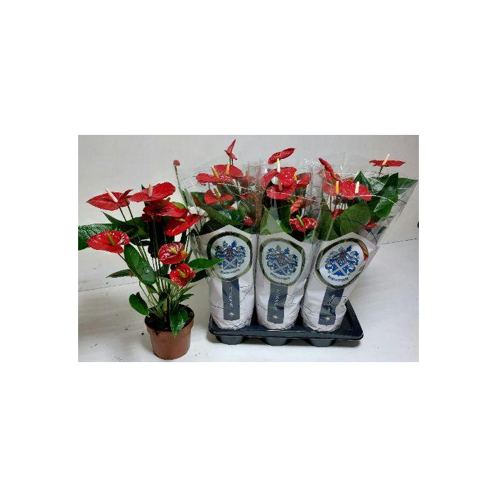 <h4>ANTHU A JAMBO RED</h4>
