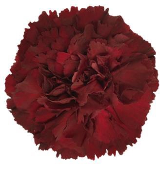 <h4>Di St Zurigo</h4>