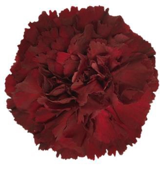 <h4>Di St Zurigo</h4>