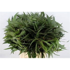 Euca Victoria Lancet 70 Cm Per Stem