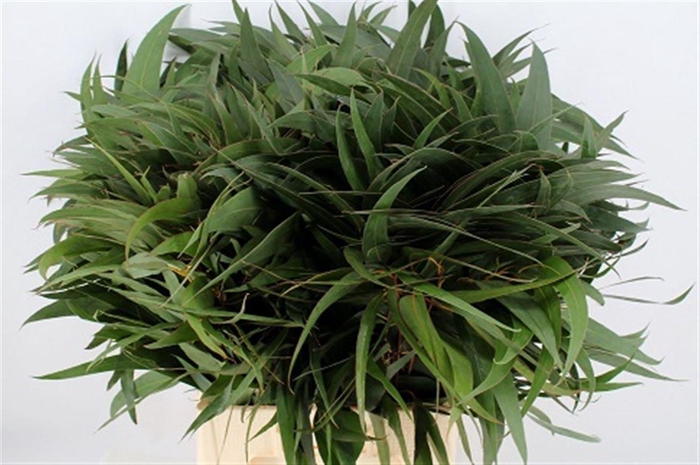 <h4>Euca Victoria Lancet 70 Cm Per Stem</h4>