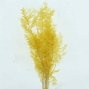 Pres Ruscus Soft Bleached Creme Per Stem