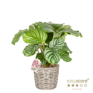 CALATHEA ORBIFOLIA P20 BASKET