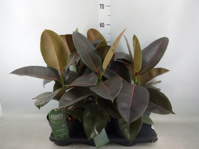 <h4>Ficus elastica 'Pink Camouflage'</h4>