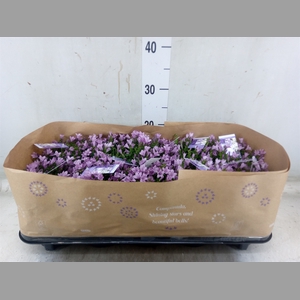 Campanula porten.