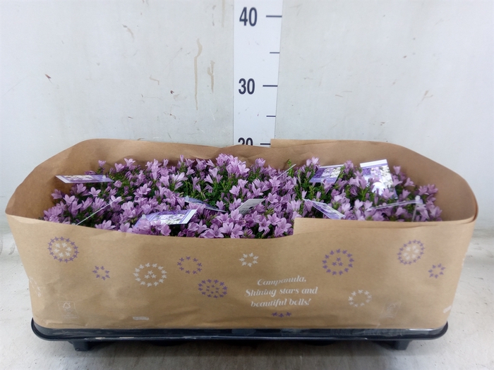<h4>Campanula porten.</h4>