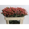 Hypericum Sweet Romance