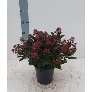 Rubella 19 cm 20+ bloem