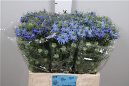 <h4>Nige D Sky Blue</h4>