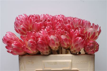 <h4>Protea Brenda No Leaves</h4>