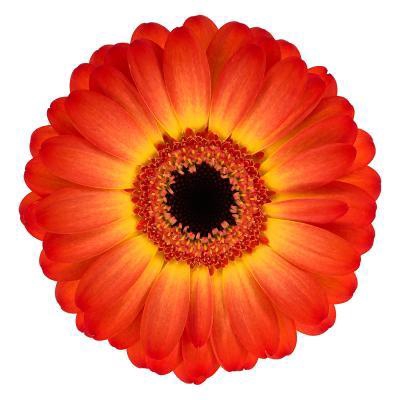 <h4>Germini Flamazing Aquabox</h4>