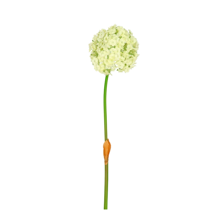 <h4>Kunstbloemen Allium 82cm</h4>