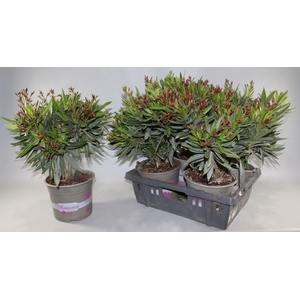 NERIUM OLEANDER OV