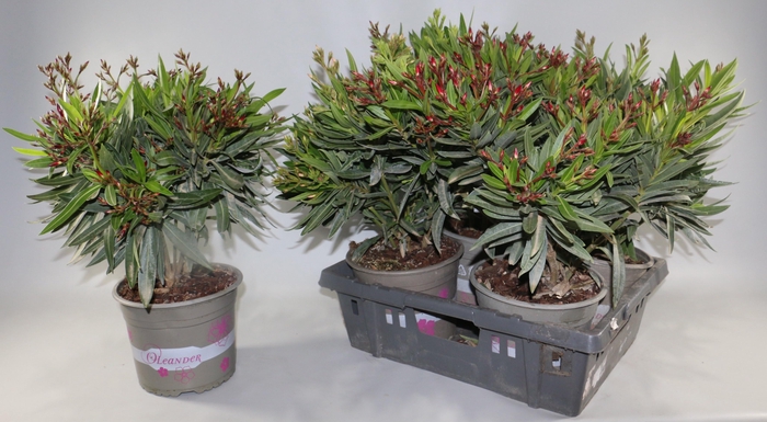<h4>NERIUM OLEANDER OV</h4>