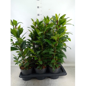Ficus cyathistipula 'Compacta'