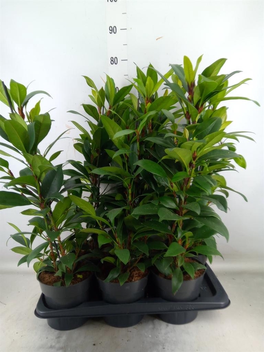<h4>Ficus cyathistipula 'Compacta'</h4>