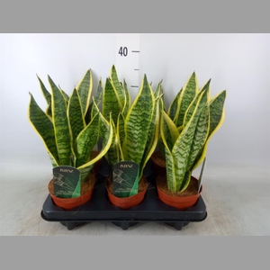 Sansevieria trifa. 'Futura Superba'