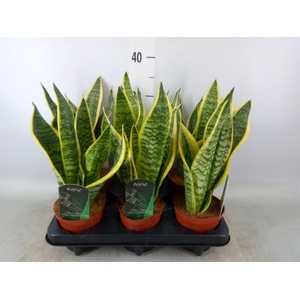 Sansevieria trifa. 'Futura Superba'