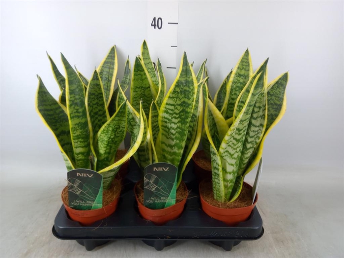 <h4>Sansevieria trifa. 'Futura Superba'</h4>