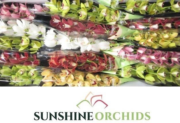 <h4>CYMB MI GEM</h4>