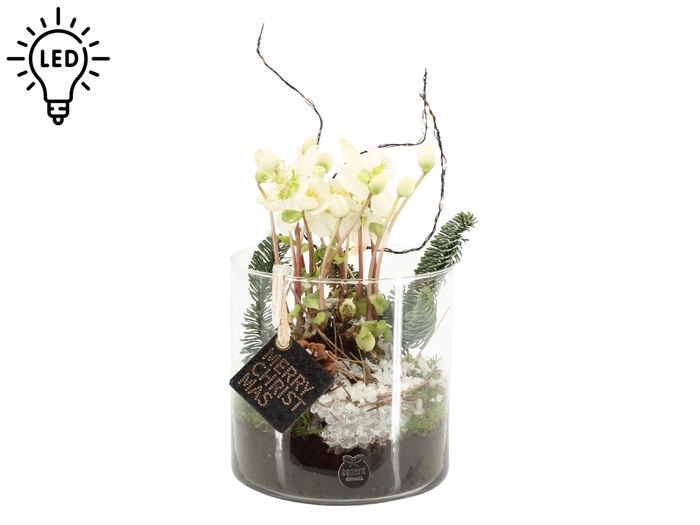 <h4>61701: X-mas arrangement</h4>