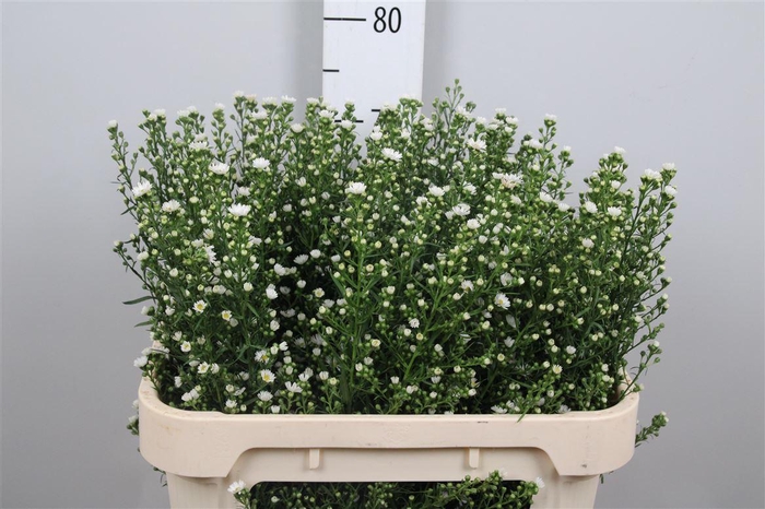 <h4>Ast U Paquita</h4>