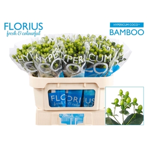 Hypericum Coco Bamboo