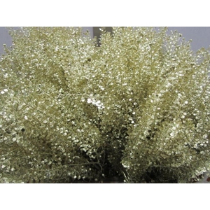 Lepidium Goud