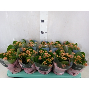 Kalanchoe blos. 'Serenity Apricot'