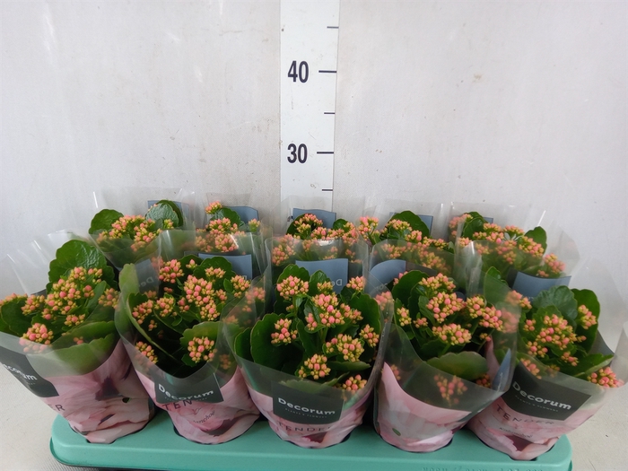 <h4>Kalanchoe blos. 'Serenity Apricot'</h4>