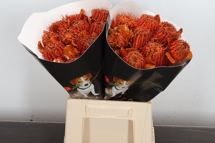 <h4>Banksia Wx Orange</h4>